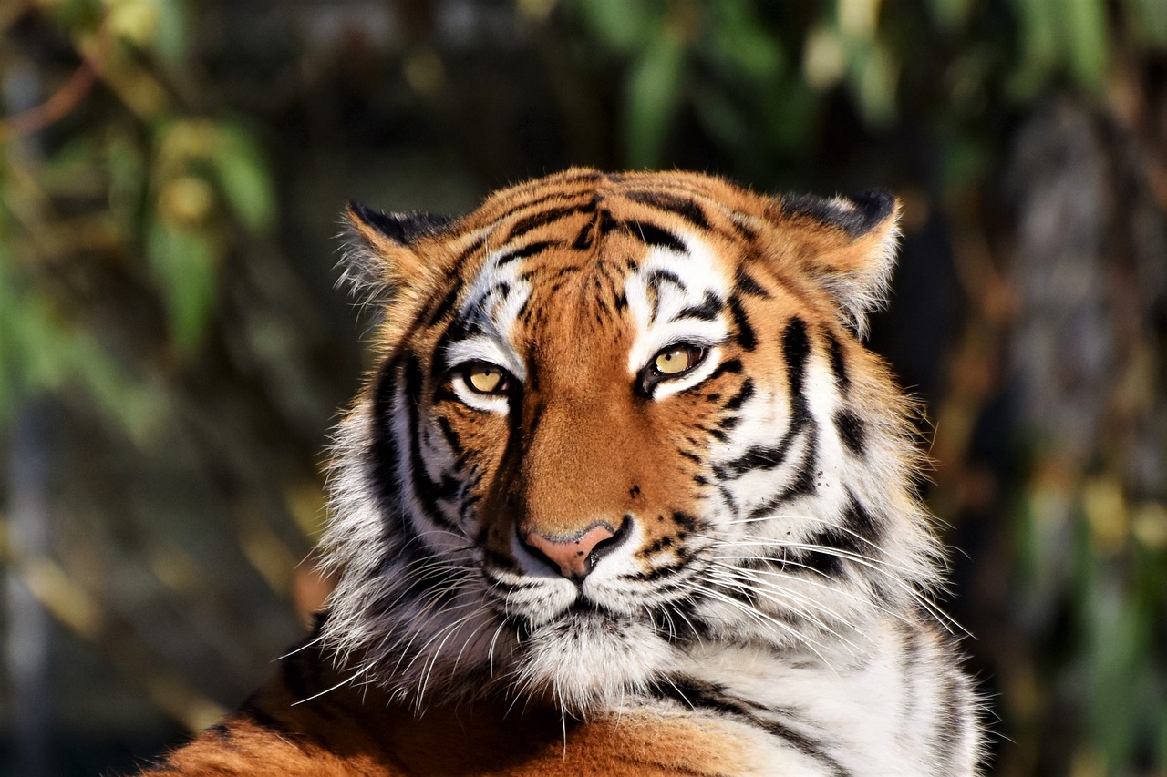 Parc zoologique d'animaux rares d'Ebbs 